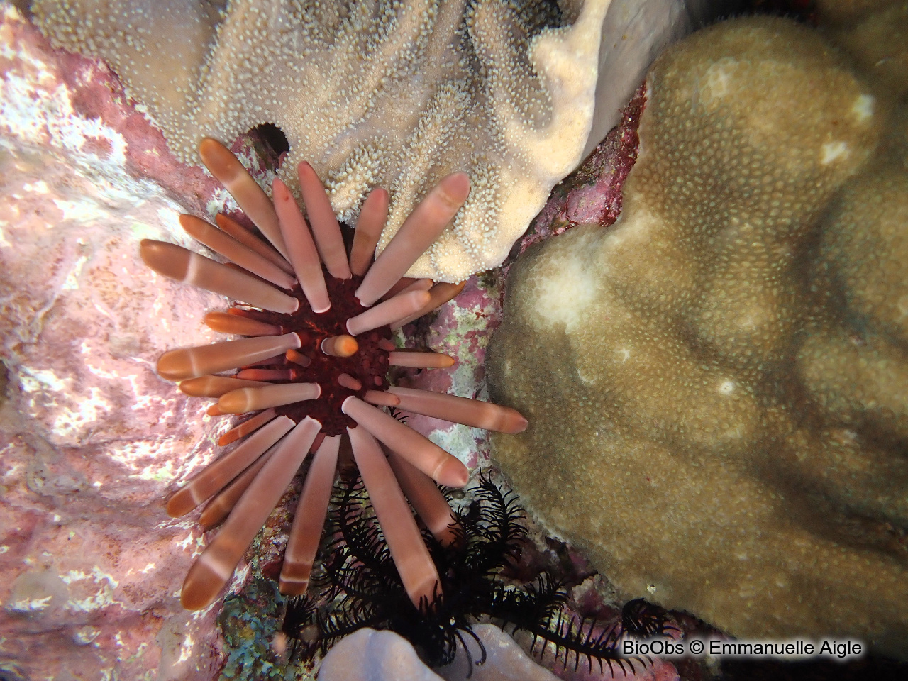 Oursin-crayon - Heterocentrotus mamillatus - Emmanuelle Aigle - BioObs