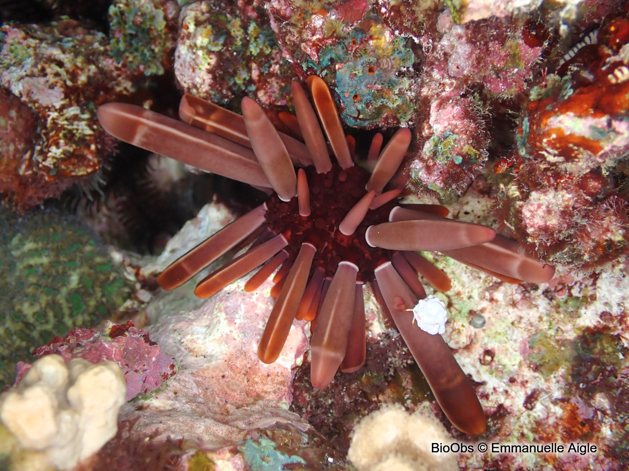 Oursin-crayon - Heterocentrotus mamillatus - Emmanuelle Aigle - BioObs