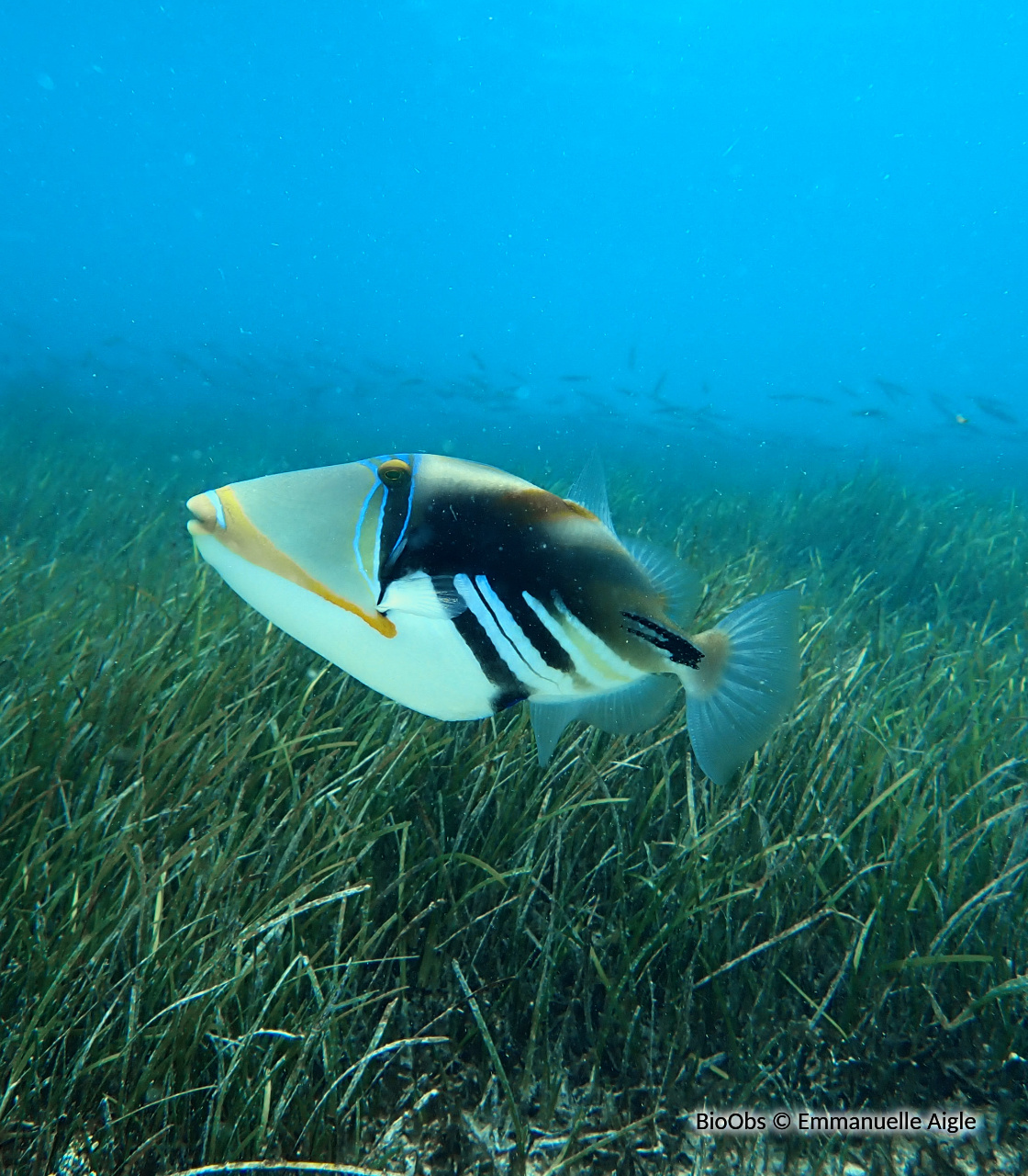 Baliste picasso clair - Rhinecanthus aculeatus - Emmanuelle Aigle - BioObs