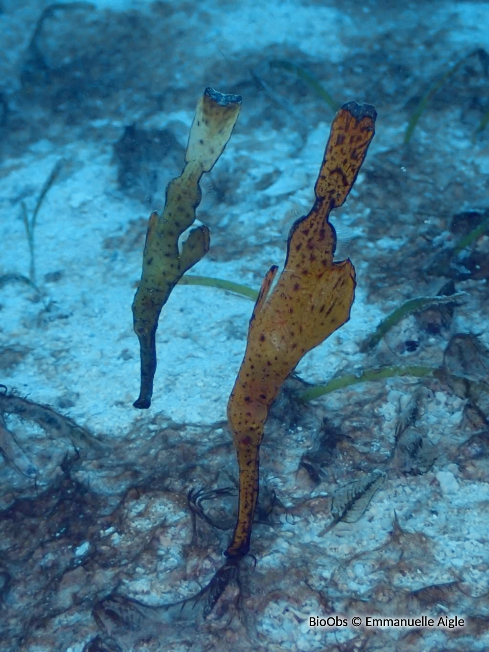 Poisson-fantôme robuste - Solenostomus cyanopterus - Emmanuelle Aigle - BioObs