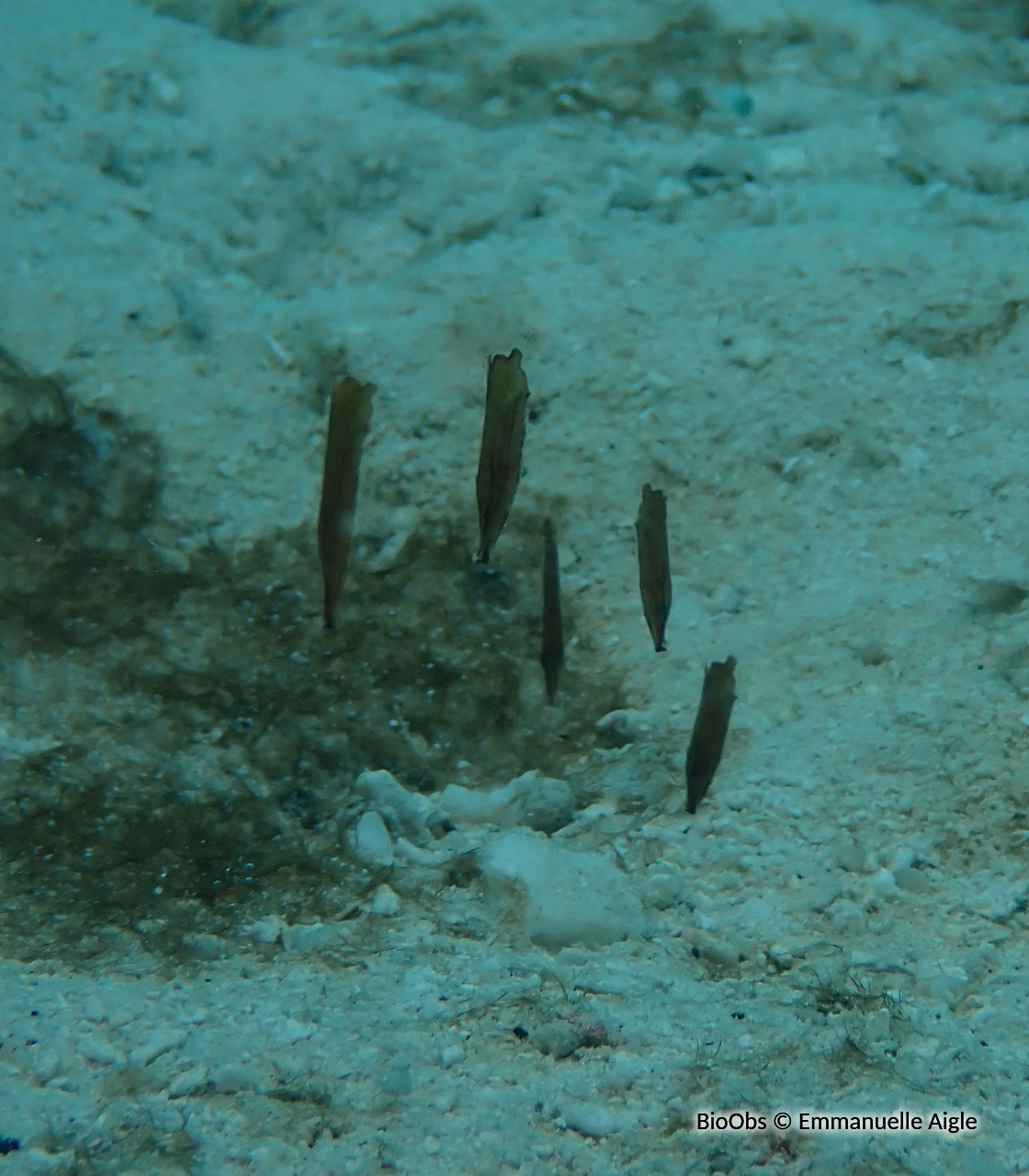 Poisson-fantôme robuste - Solenostomus cyanopterus - Emmanuelle Aigle - BioObs