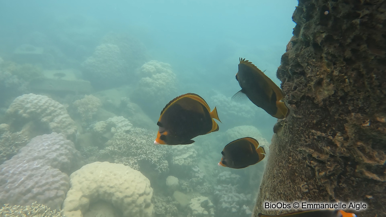 Poisson-papillon noir à nez jaune - Chaetodon flavirostris - Emmanuelle Aigle - BioObs