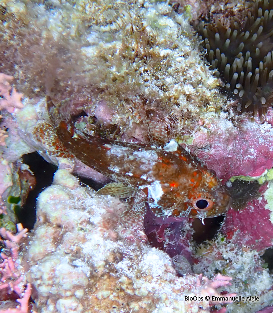 Poisson-scorpion de Guam - Scorpaenodes guamensis - Emmanuelle Aigle - BioObs