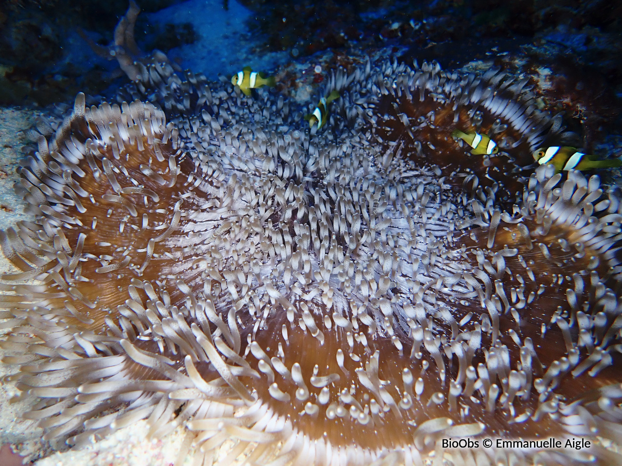 Anémone collier de perles - Heteractis aurora - Emmanuelle Aigle - BioObs
