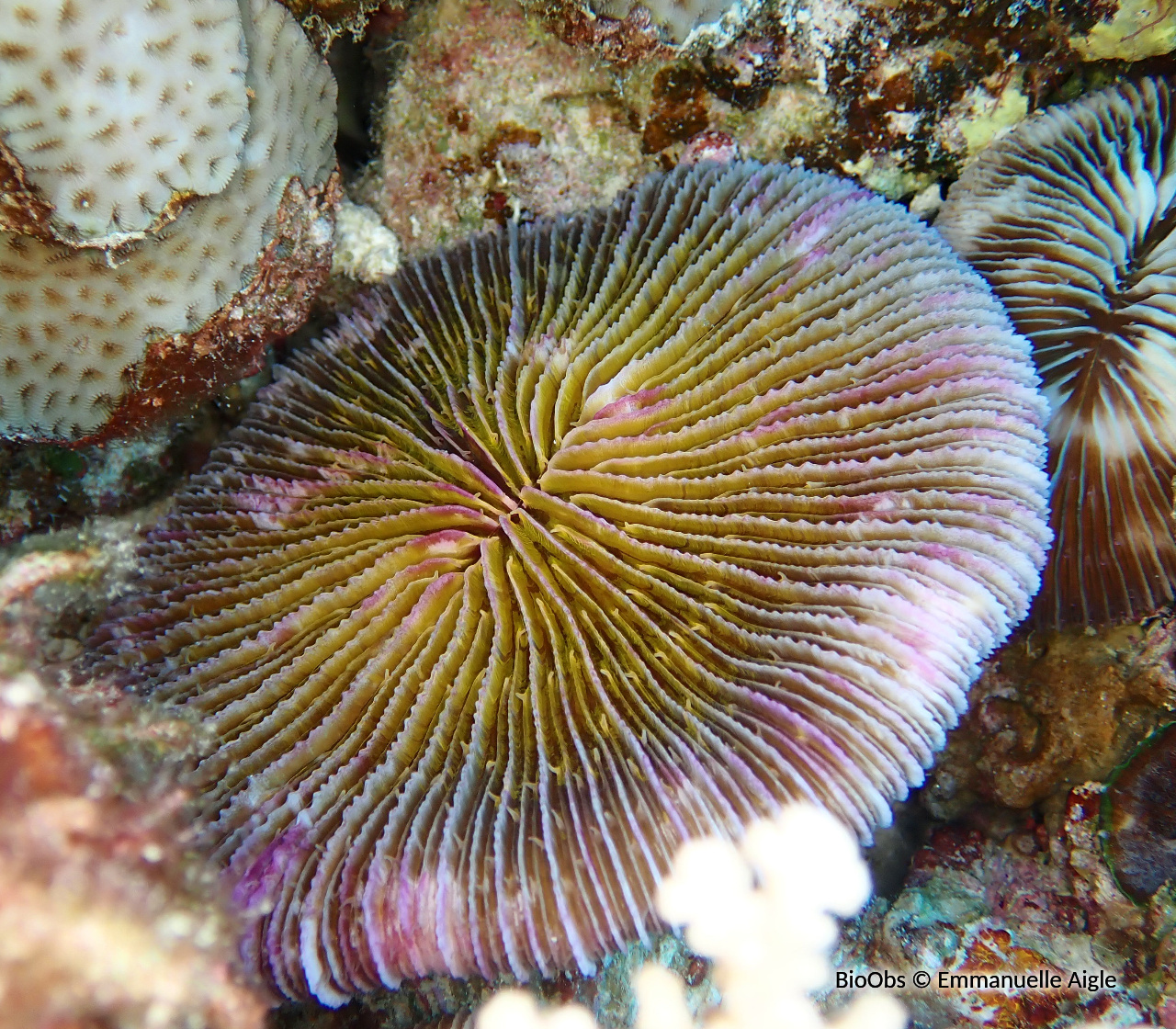 Corail champignon - Fungia fungites - Emmanuelle Aigle - BioObs