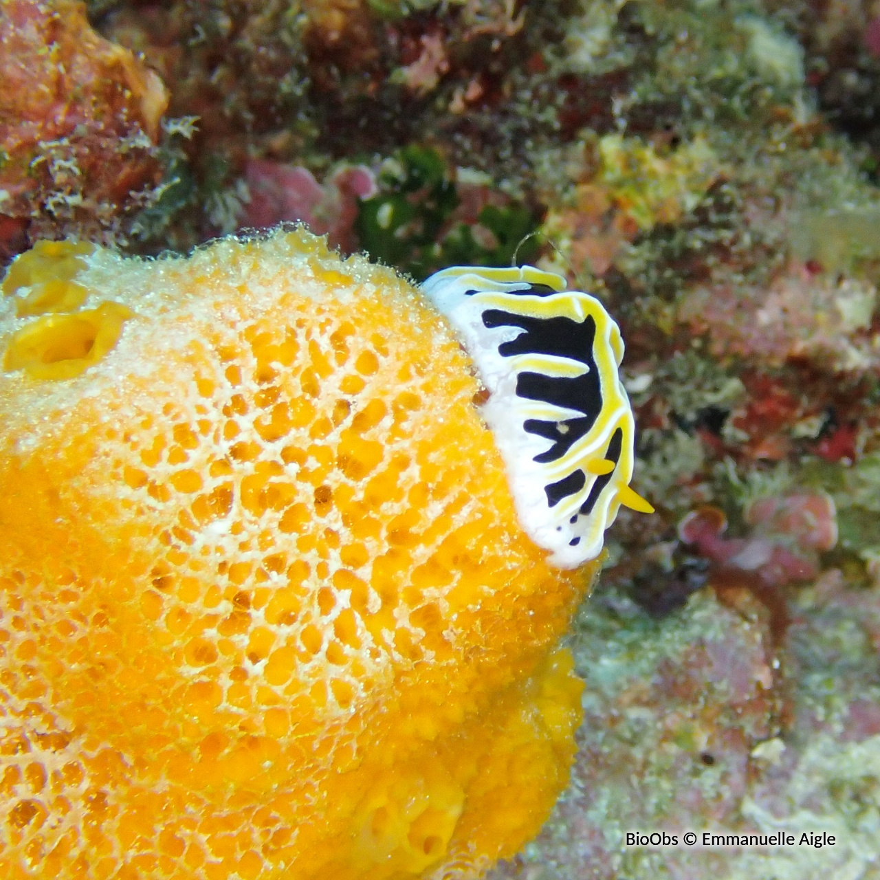 Phyllidie corail - Reticulidia fungia - Emmanuelle Aigle - BioObs