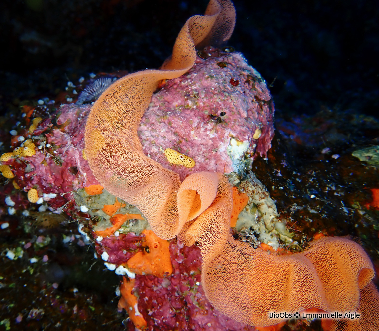 Danseuse espagnole ponte - Hexabranchus - Emmanuelle Aigle - BioObs
