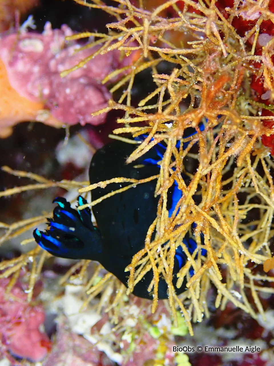 Tambja morose - Tambja morosa - Emmanuelle Aigle - BioObs