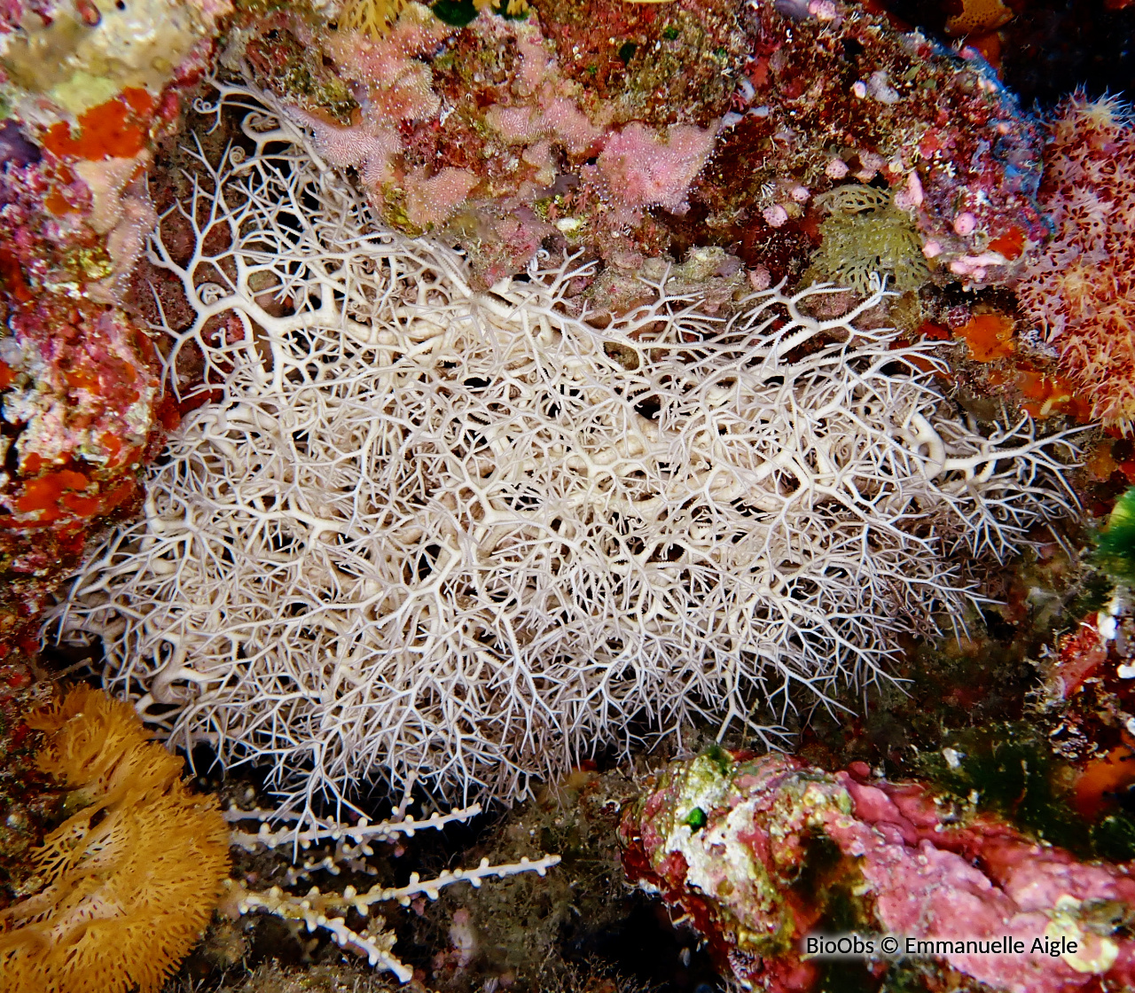Gorgonocéphale tête de méduse - Astroboa nuda - Emmanuelle Aigle - BioObs