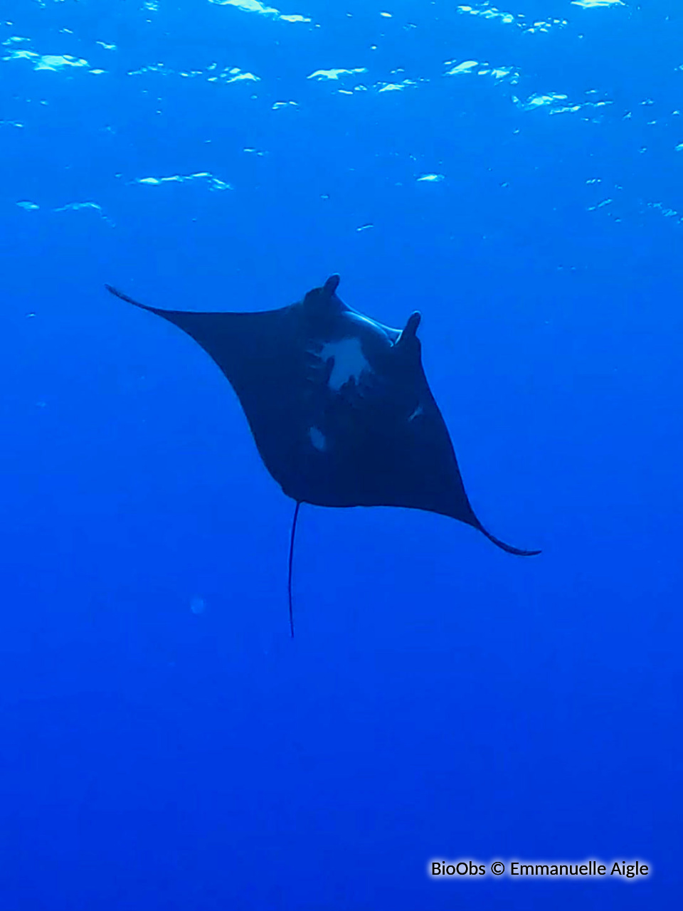 Manta d'Alfred - Mobula alfredi - Emmanuelle Aigle - BioObs