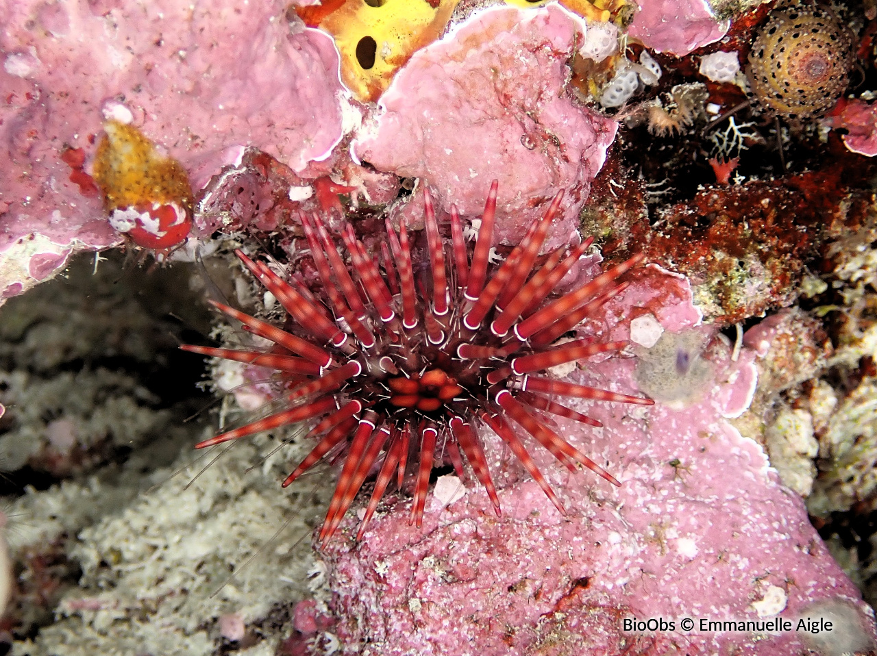 Oursin de Pöhl - Parasalenia poehlii - Emmanuelle Aigle - BioObs
