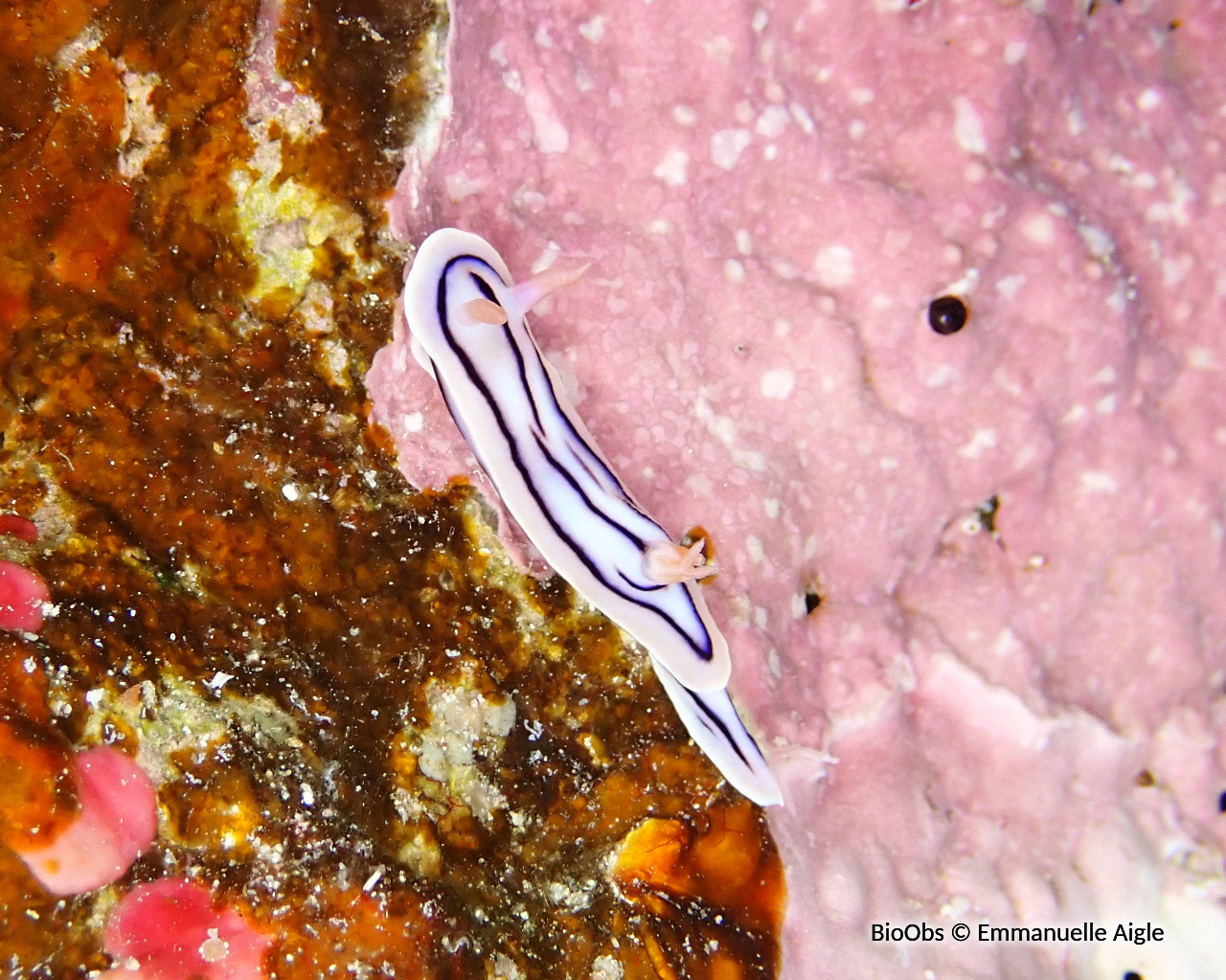Doris de Loch - Chromodoris lochi - Emmanuelle Aigle - BioObs