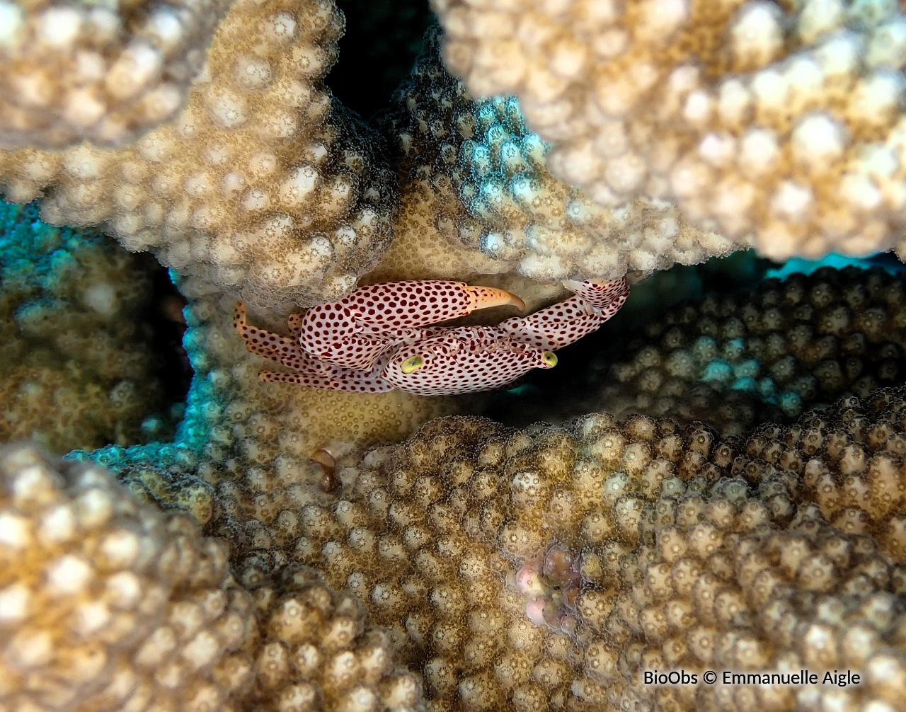 Crabe corallicole à pois rouges - Trapezia rufopunctata - Emmanuelle Aigle - BioObs