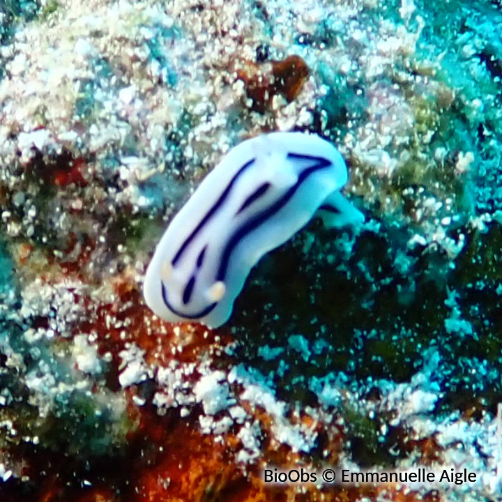 Doris de Loch - Chromodoris lochi - Emmanuelle Aigle - BioObs