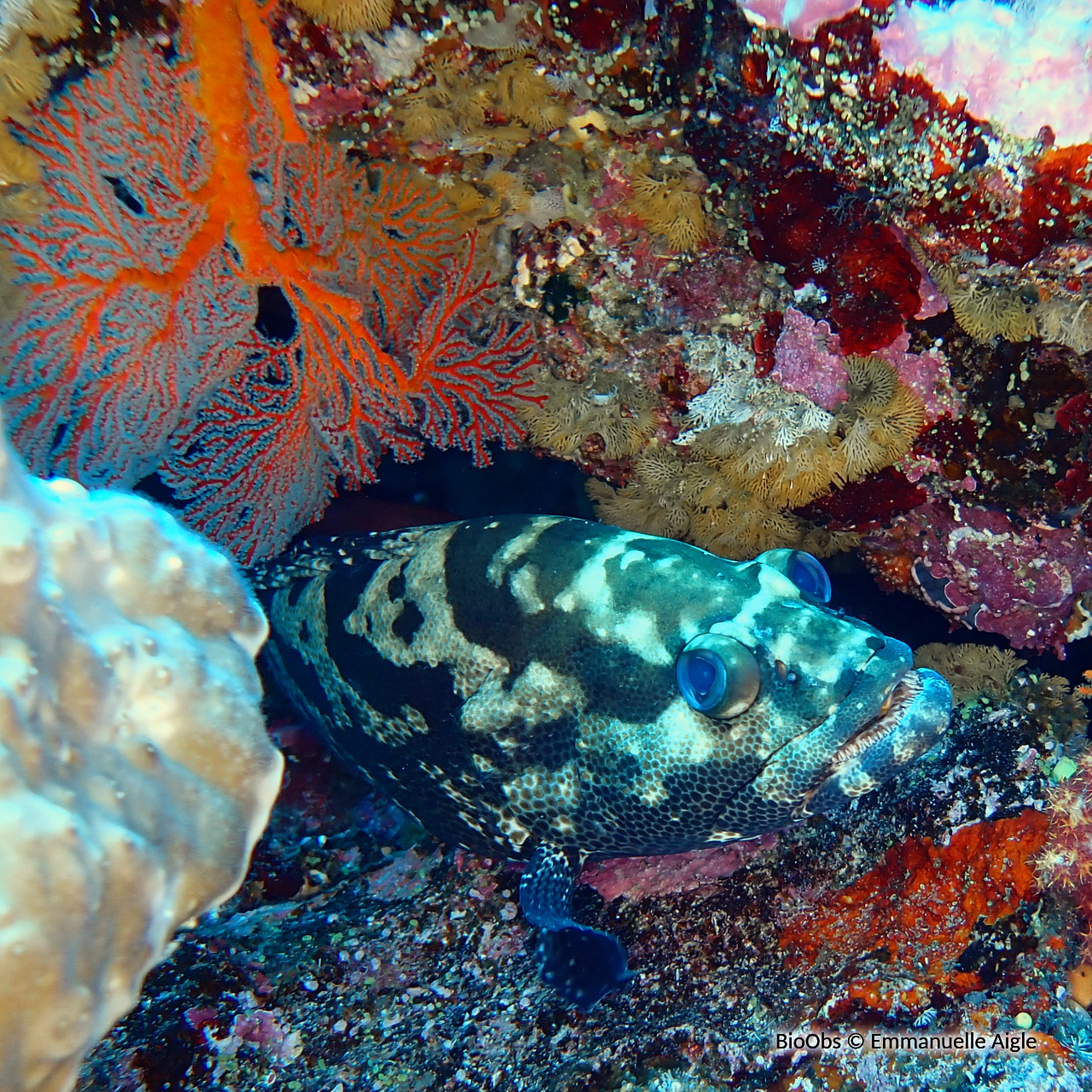 Mérou camouflage - Epinephelus polyphekadion - Emmanuelle Aigle - BioObs