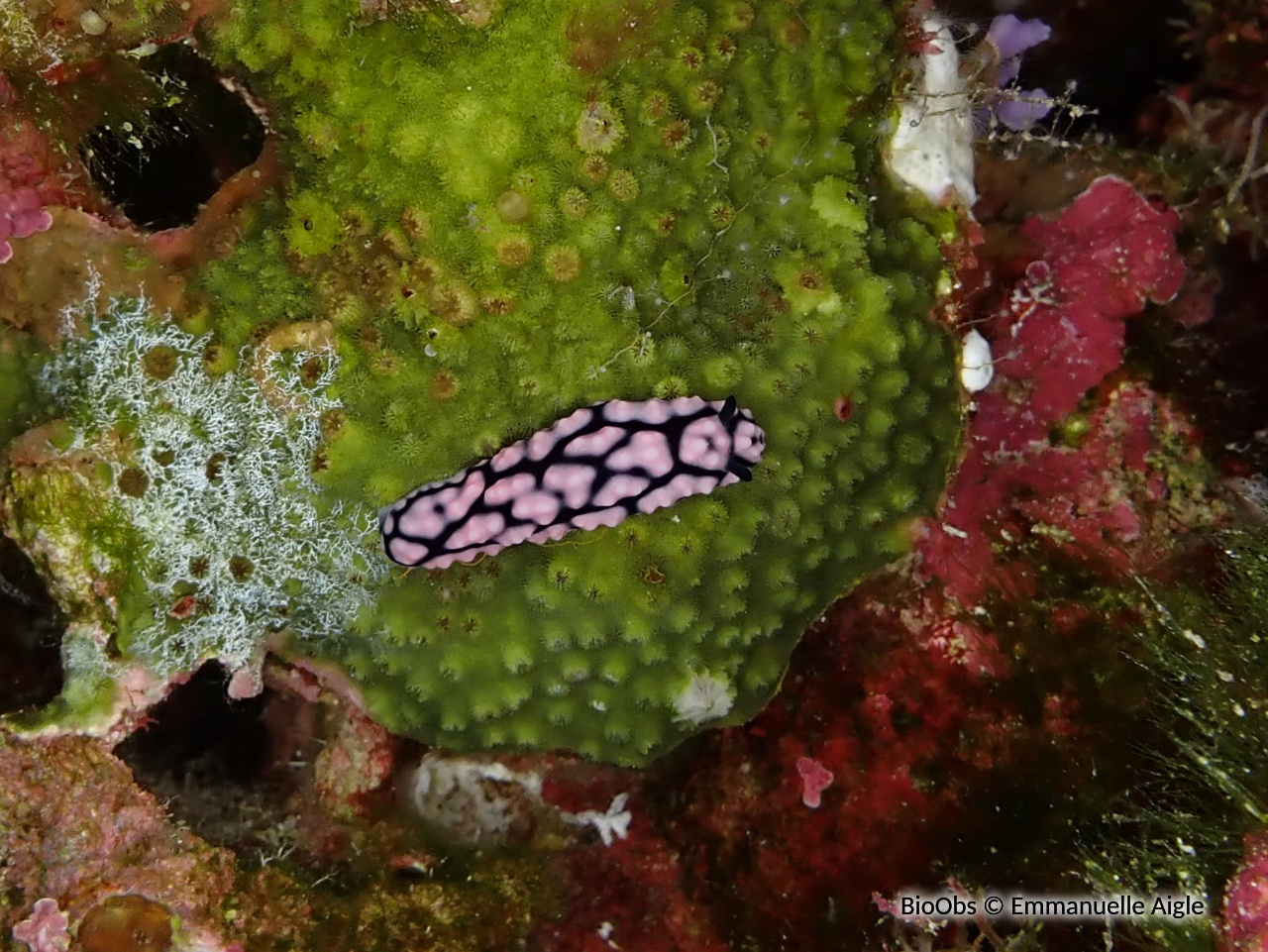 Phyllidie pustuleuse - Phyllidiella pustulosa - Emmanuelle Aigle - BioObs