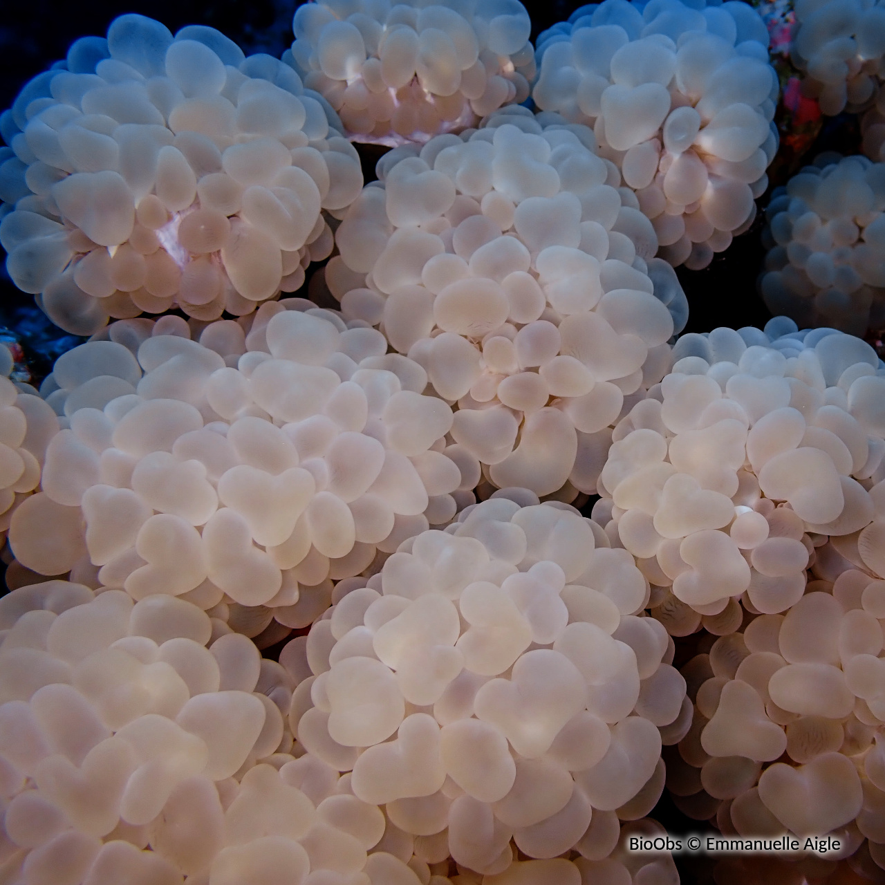 Corail à bulles branchu - Plerogyra simplex - Emmanuelle Aigle - BioObs