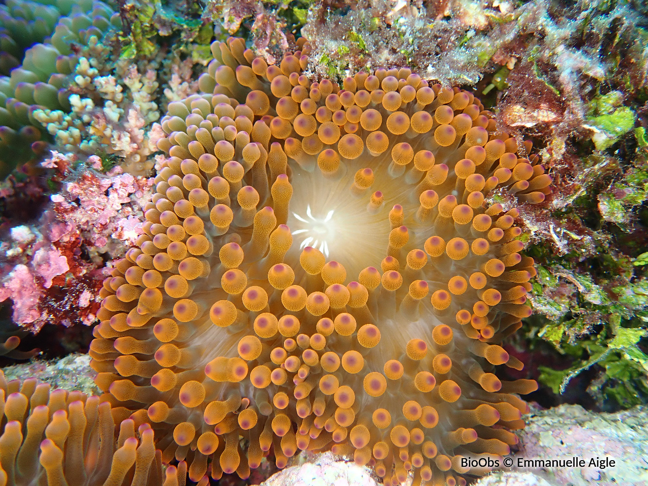 Anémone à bouts renflés - Entacmaea quadricolor Anémone à bouts renflés - Entacmaea quadricolor