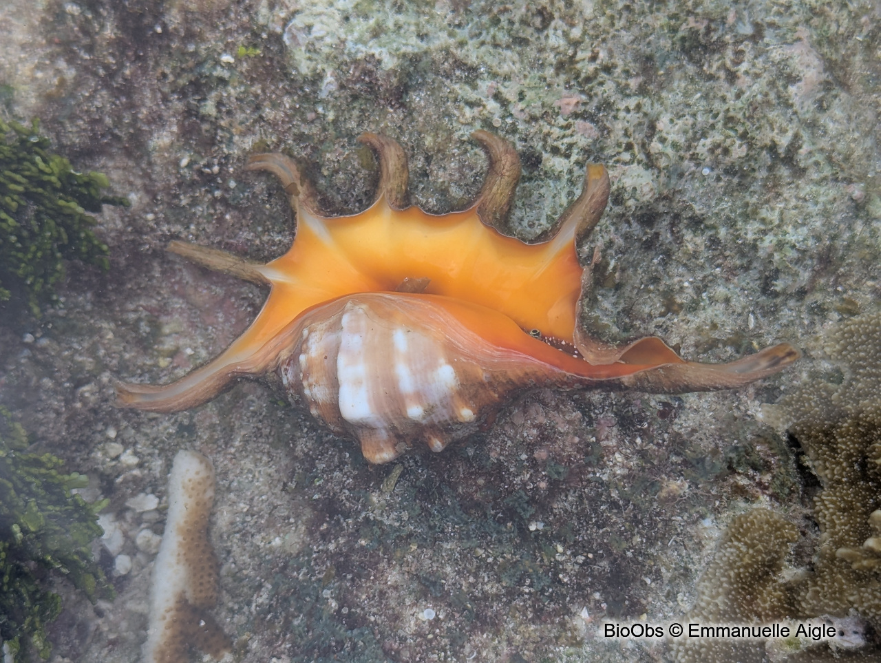 Sept doigts - Lambis lambis - Emmanuelle Aigle - BioObs