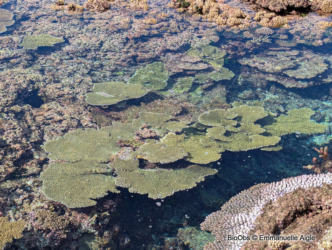 Acropore, corail table ou branchu - Acropora sp - Emmanuelle Aigle - BioObs