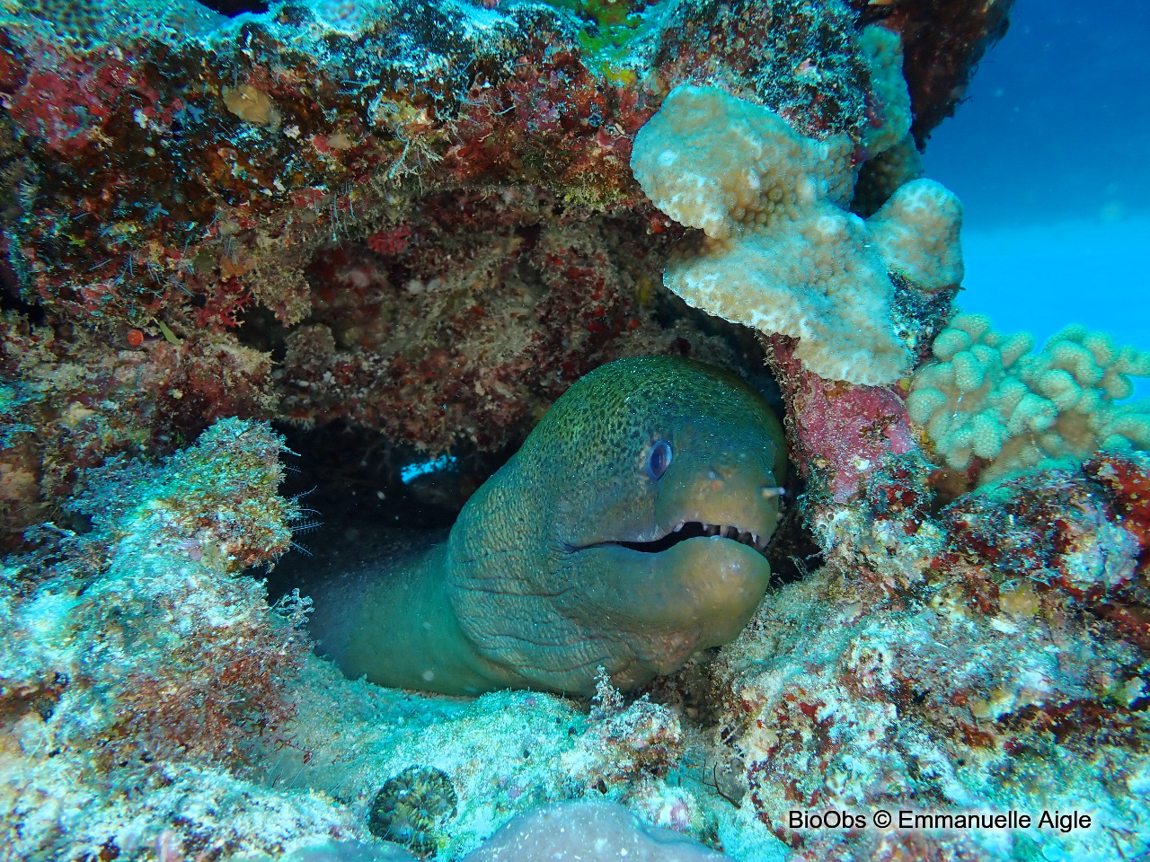 Murène javanaise - Gymnothorax javanicus - Emmanuelle Aigle - BioObs