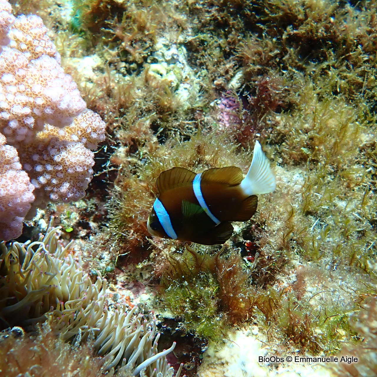Poisson-clown de Clark - Amphiprion clarkii - Emmanuelle Aigle - BioObs