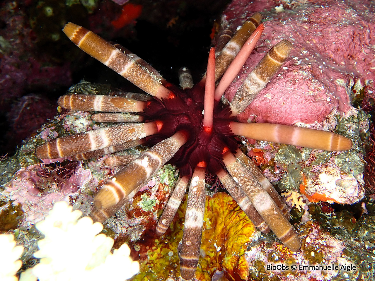 Oursin-lance impérial - Phyllacanthus imperialis - Emmanuelle Aigle - BioObs