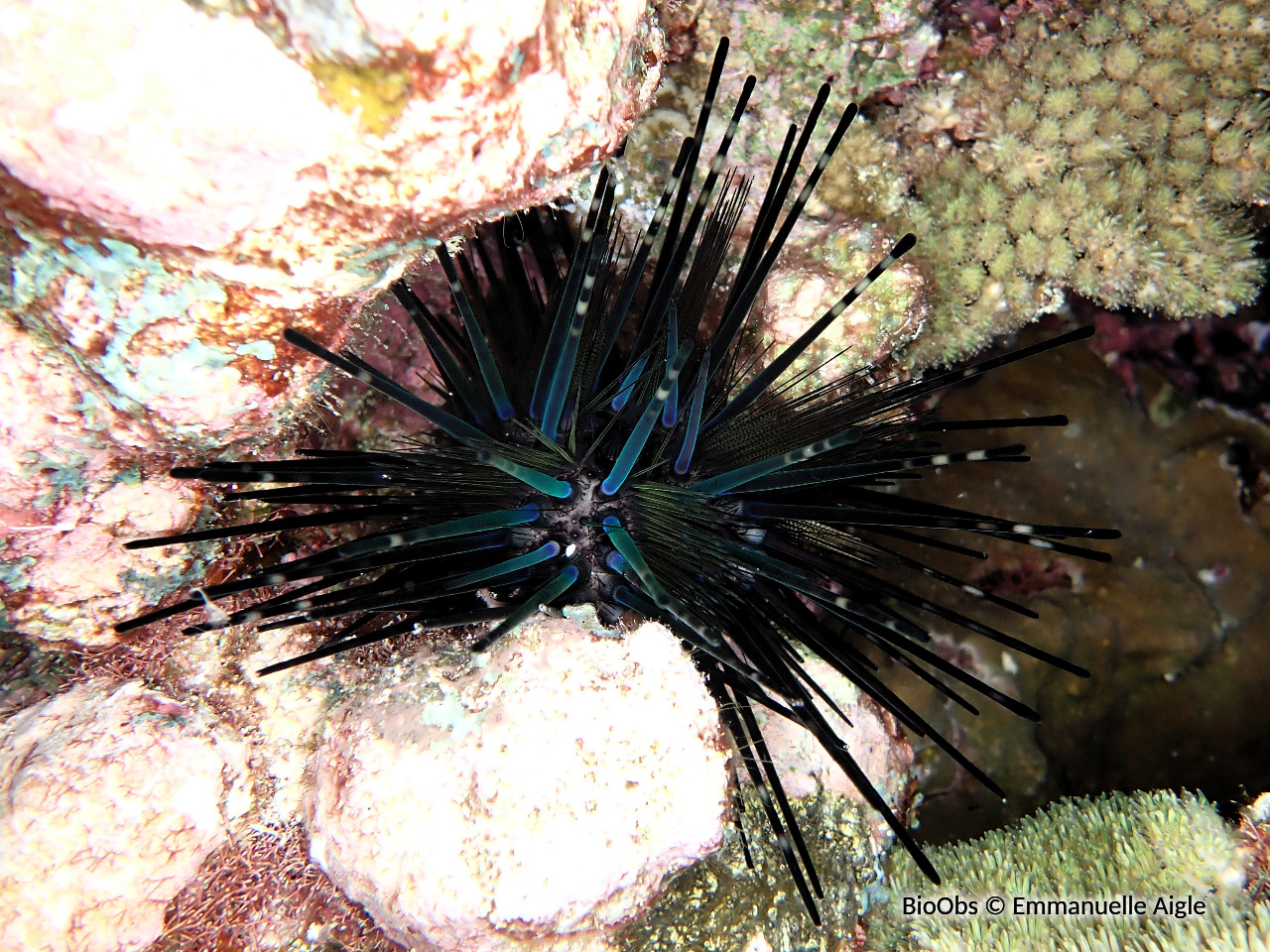 Oursin bleu-noir - Echinothrix diadema - Emmanuelle Aigle - BioObs