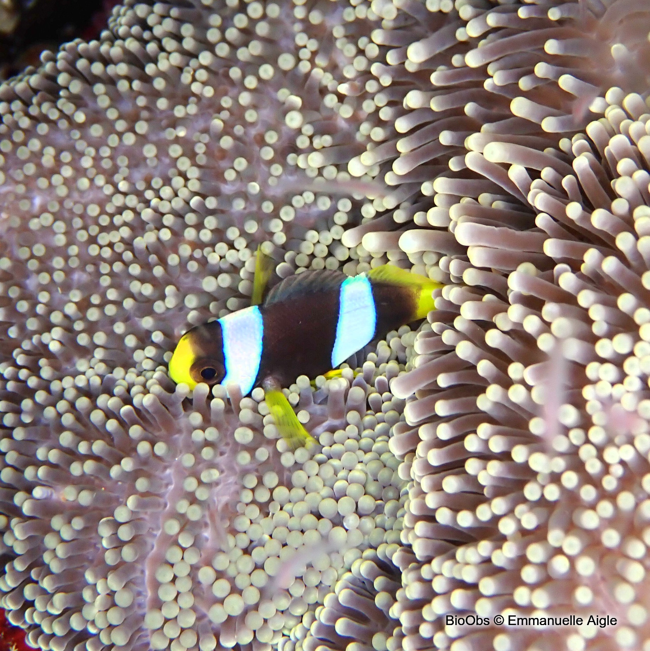 Poisson-clown de Clark - Amphiprion clarkii - Emmanuelle Aigle - BioObs