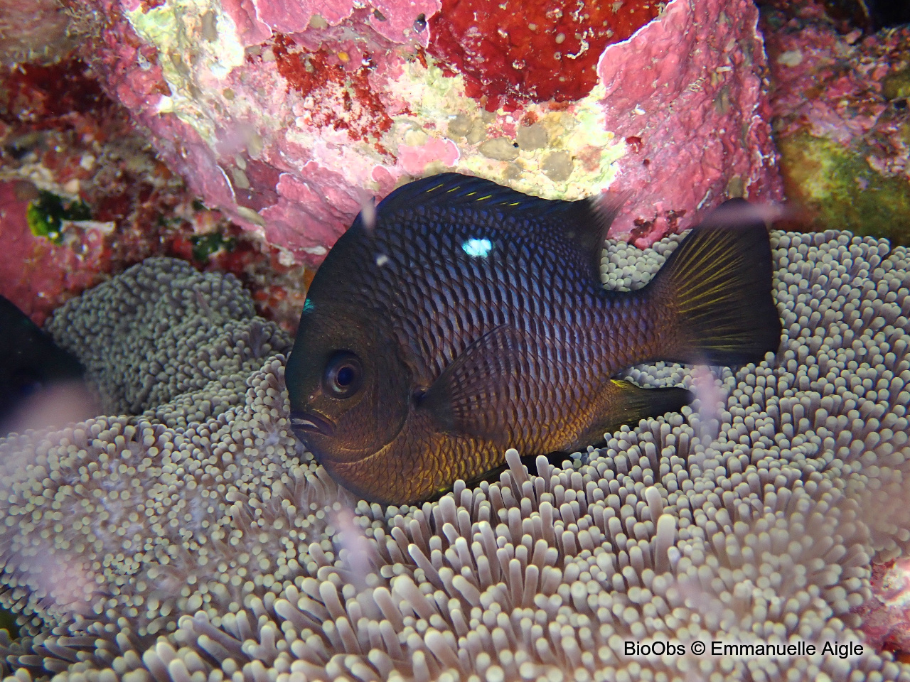 Demoiselle à trois points - Dascyllus trimaculatus - Emmanuelle Aigle - BioObs