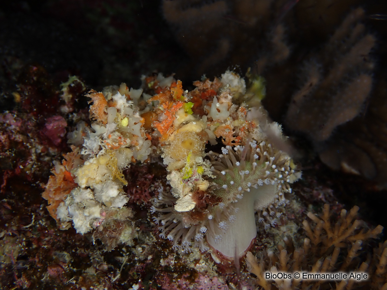 Crabe décorateur - Camposcia retusa - Emmanuelle Aigle - BioObs