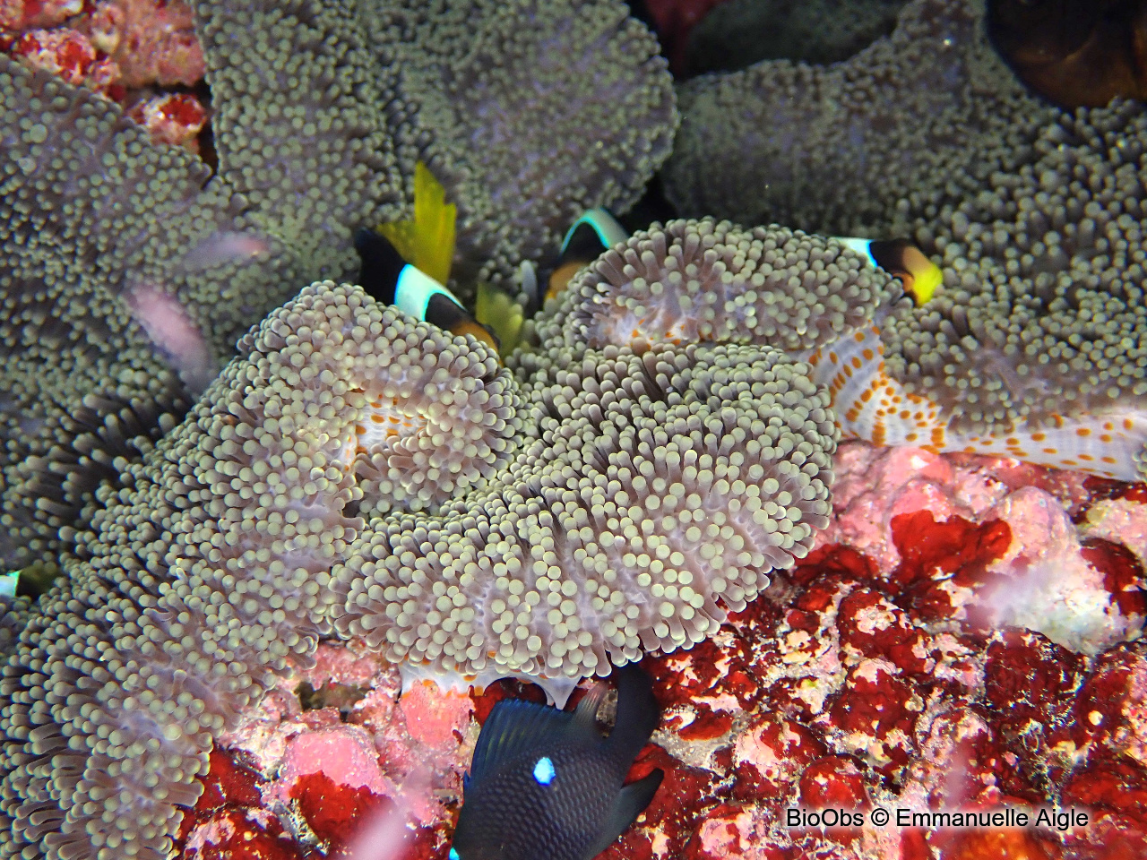 Anémone de Mertens - Stichodactyla mertensii Anémone de Mertens - Stichodactyla mertensii