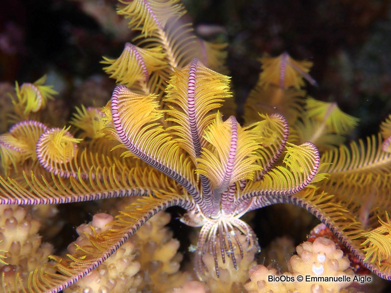 Comatule de l'Indo-Pacifique - Stephanometra indica - Emmanuelle Aigle - BioObs
