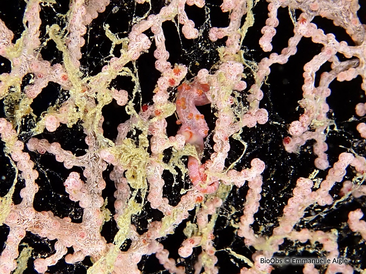 Hippocampe pygmé rose - Hippocampus bargibanti - Emmanuelle Aigle - BioObs