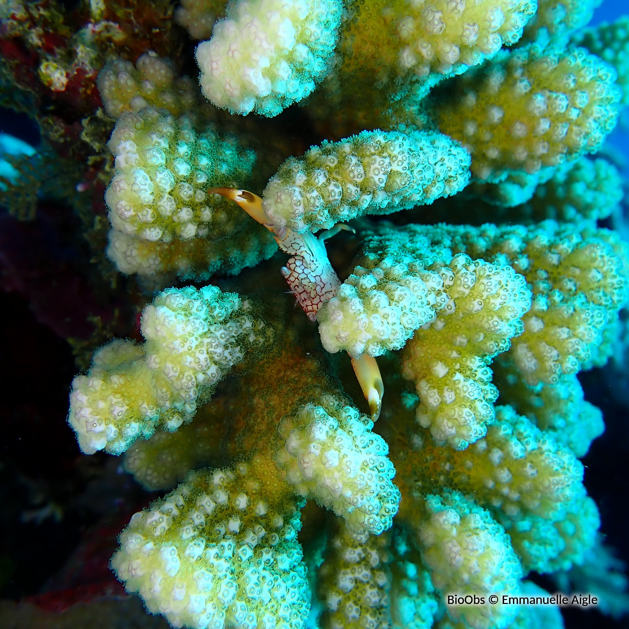 Crabe corallicole à pois rouges - Trapezia rufopunctata - Emmanuelle Aigle - BioObs