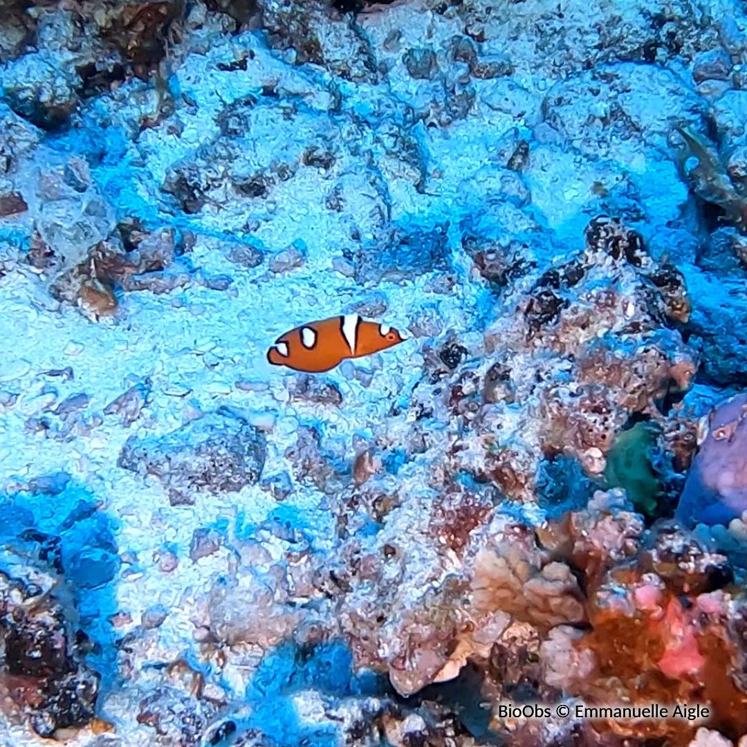 Girelle de Gaimard - Coris gaimard - Emmanuelle Aigle - BioObs