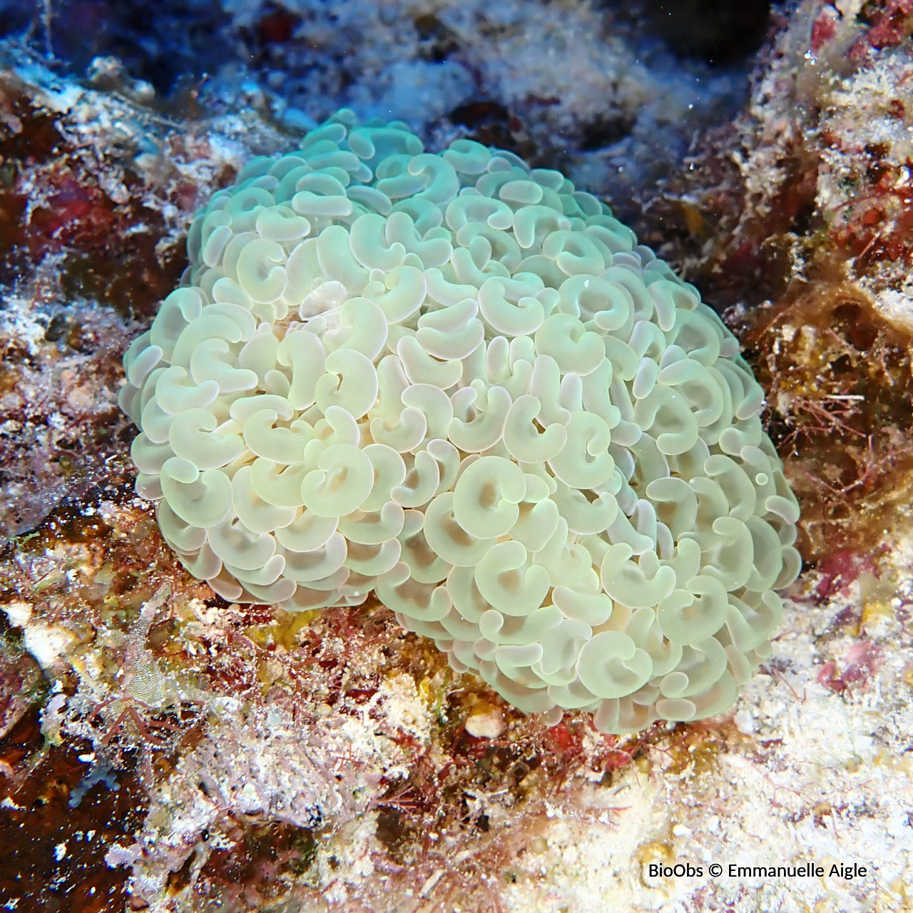 Corail à croissants - Fimbriaphyllia ancora - Emmanuelle Aigle - BioObs