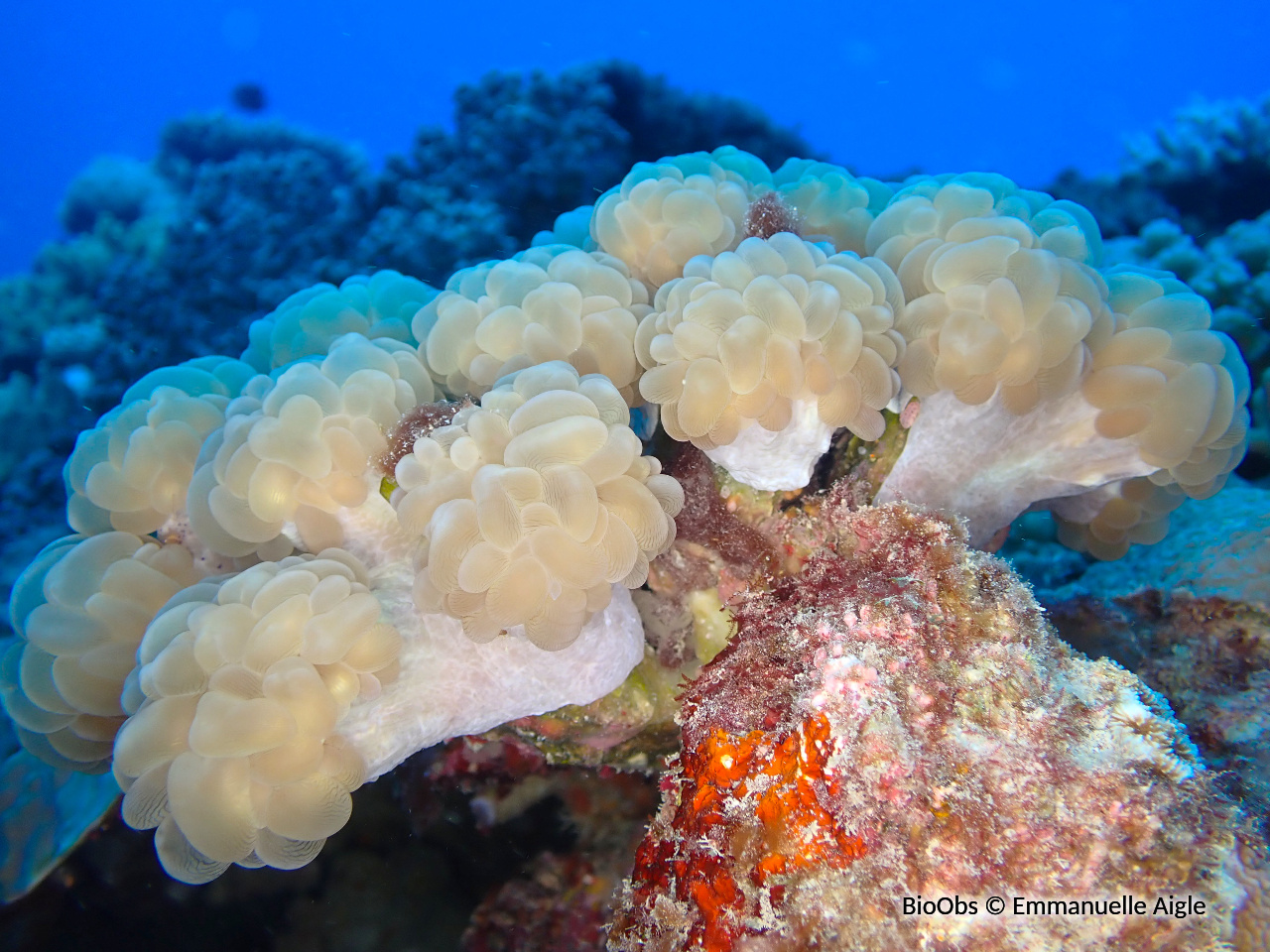 Corail à bulles branchu - Plerogyra simplex - Emmanuelle Aigle - BioObs