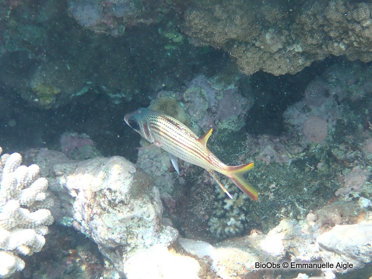 Poisson-écureuil tacheté - Neoniphon sammara - Emmanuelle Aigle - BioObs