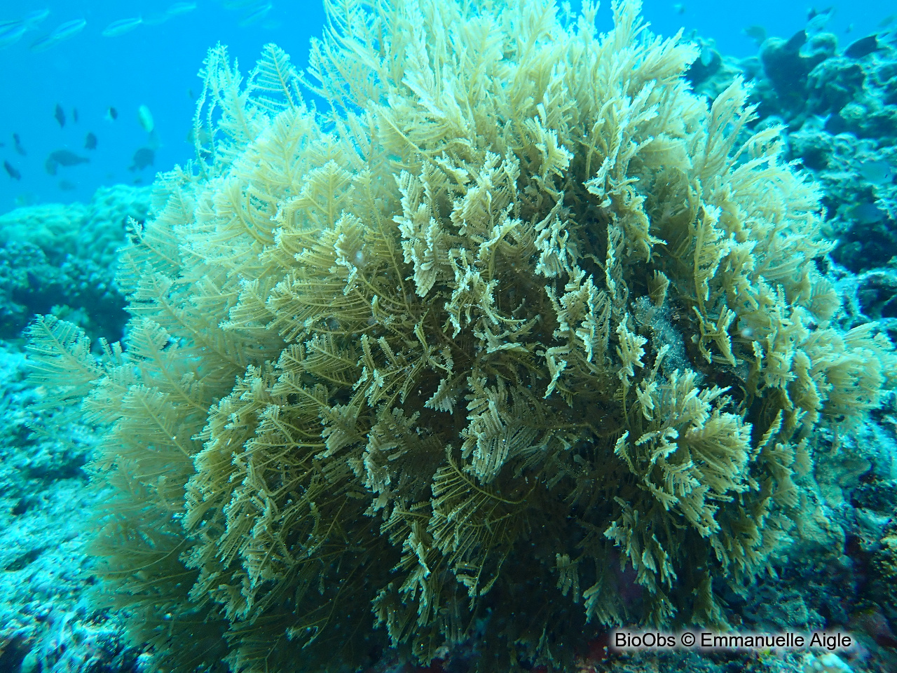 Hydraires de feu - Pachyrhynchia cuppressina - Emmanuelle Aigle - BioObs