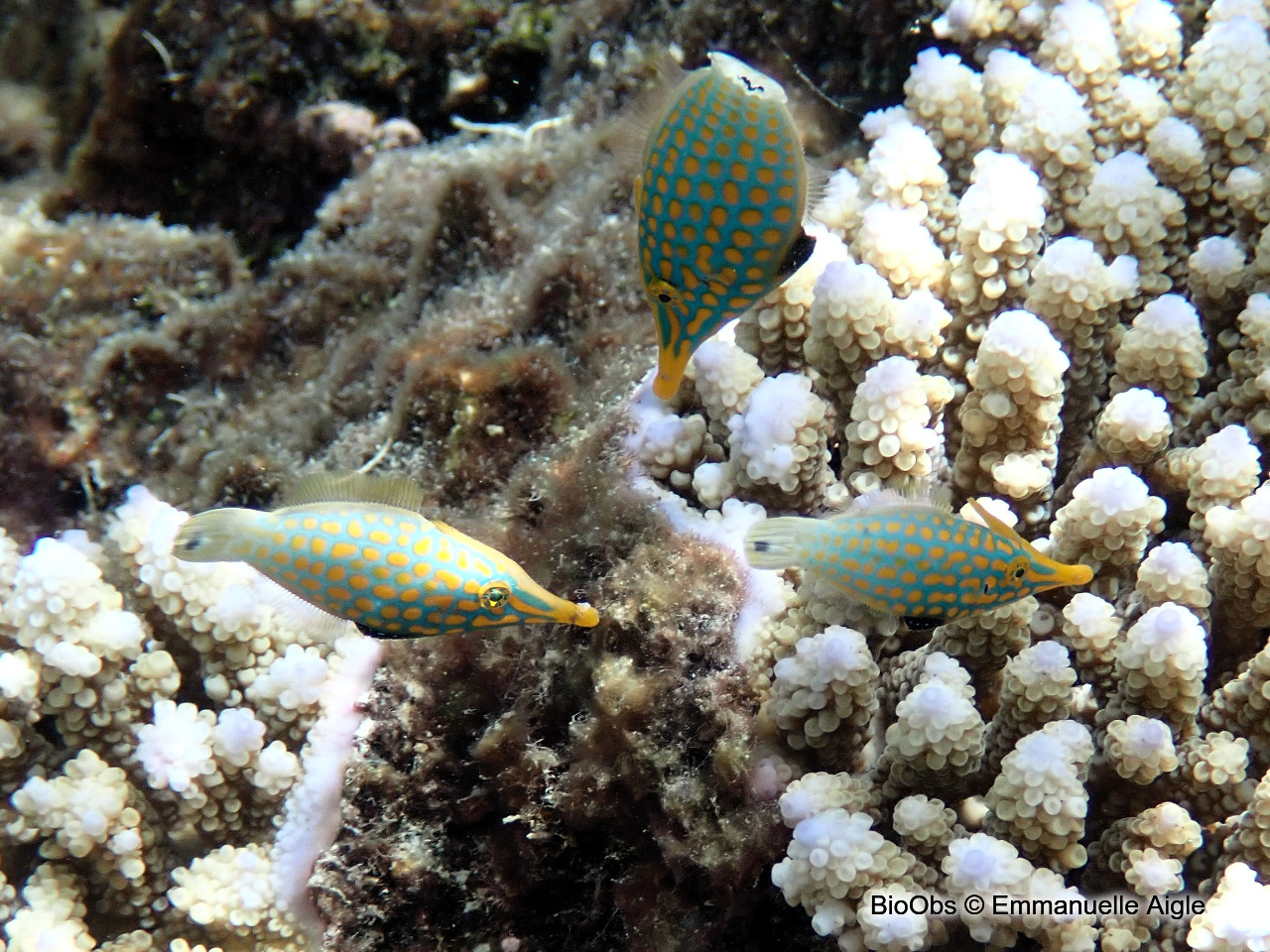 Poisson-lime à taches orange - Oxymonacanthus longirostris - Emmanuelle Aigle - BioObs