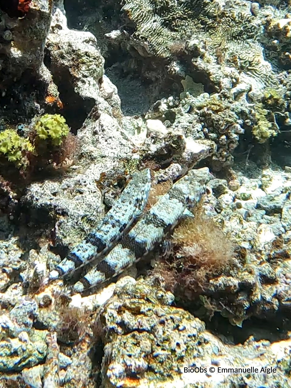 Poisson-lézard de sable - Synodus dermatogenys - Emmanuelle Aigle - BioObs