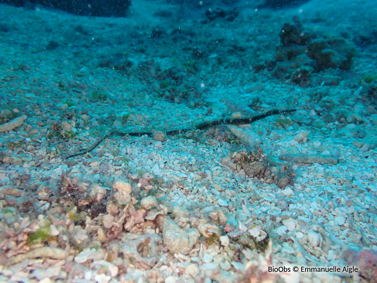 Syngnathe à deux points - Trachyrhamphus bicoarctatus - Emmanuelle Aigle - BioObs