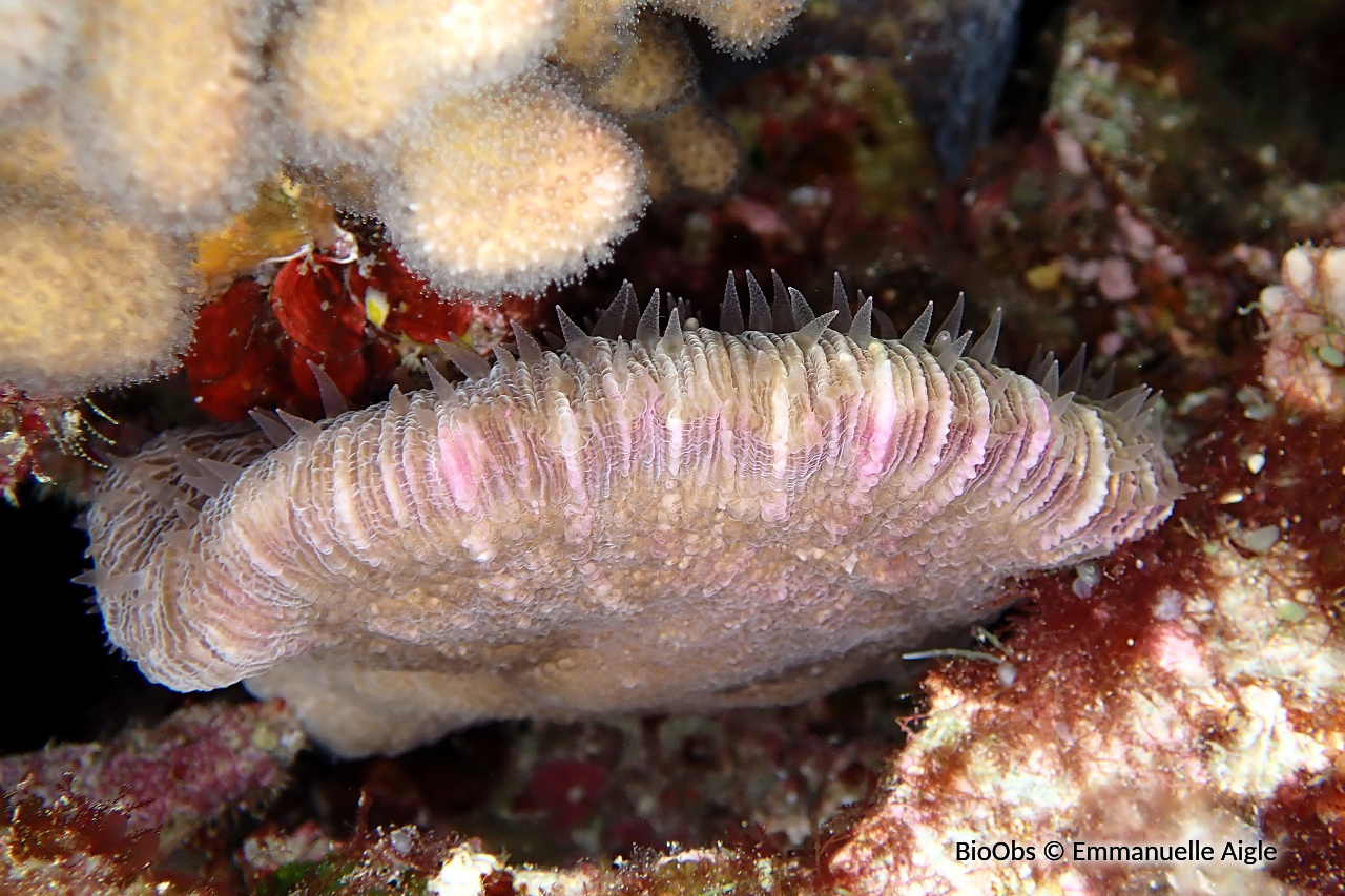 Cycloseris (genre) - Cycloseris sp - Emmanuelle Aigle - BioObs