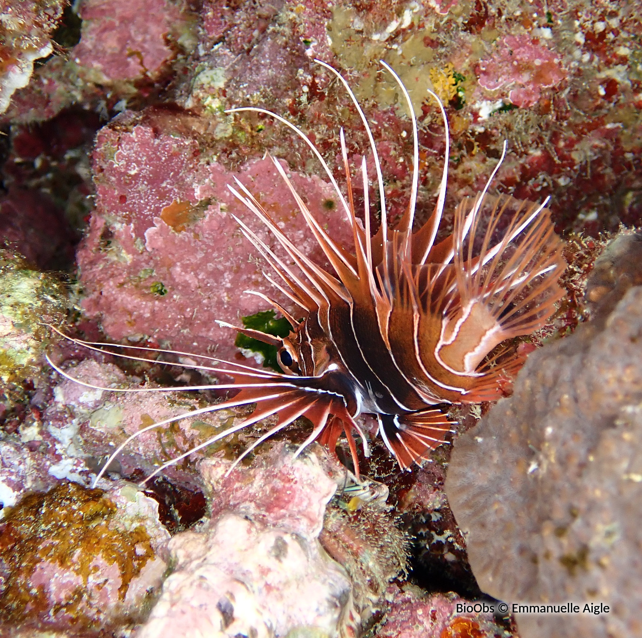 Poisson-scorpion rayonné - Pterois radiata - Emmanuelle Aigle - BioObs