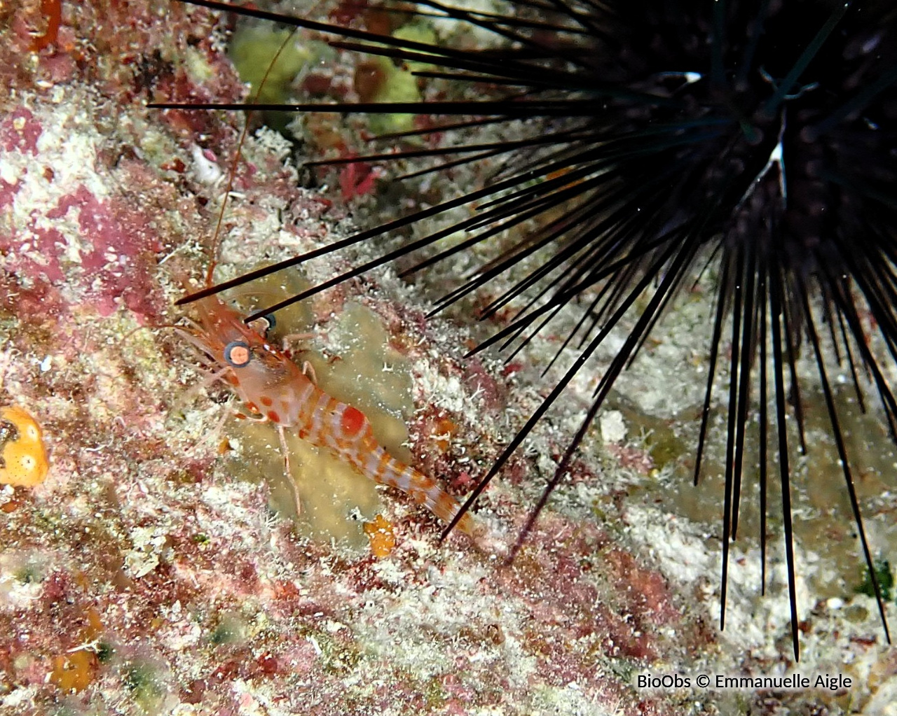 Crevette à taches rouges et bec articulé - Cinetorhynchus erythrostictus - Emmanuelle Aigle - BioObs