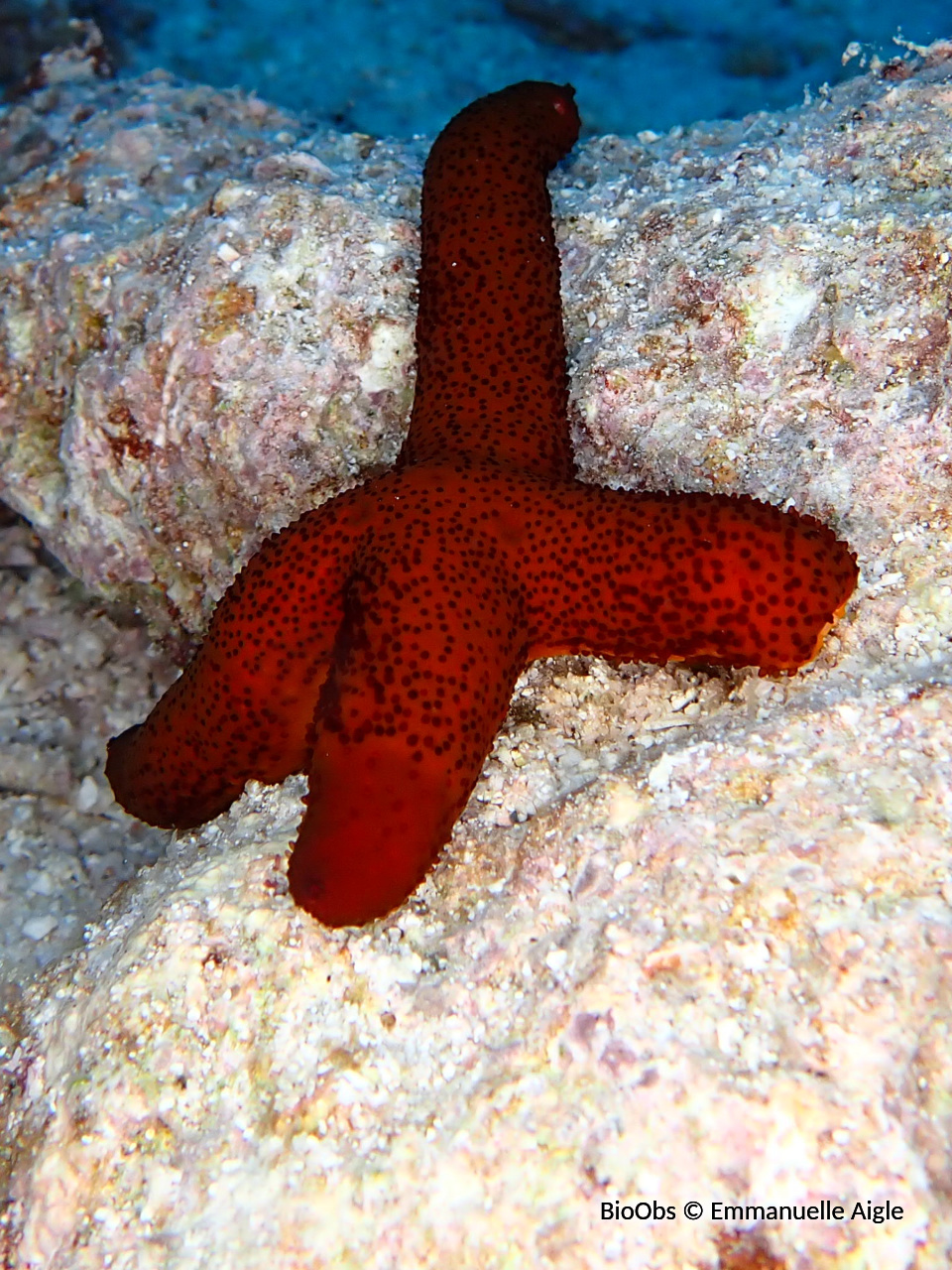 Etoile de mer de Luzon - Echinaster luzonicus - Emmanuelle Aigle - BioObs