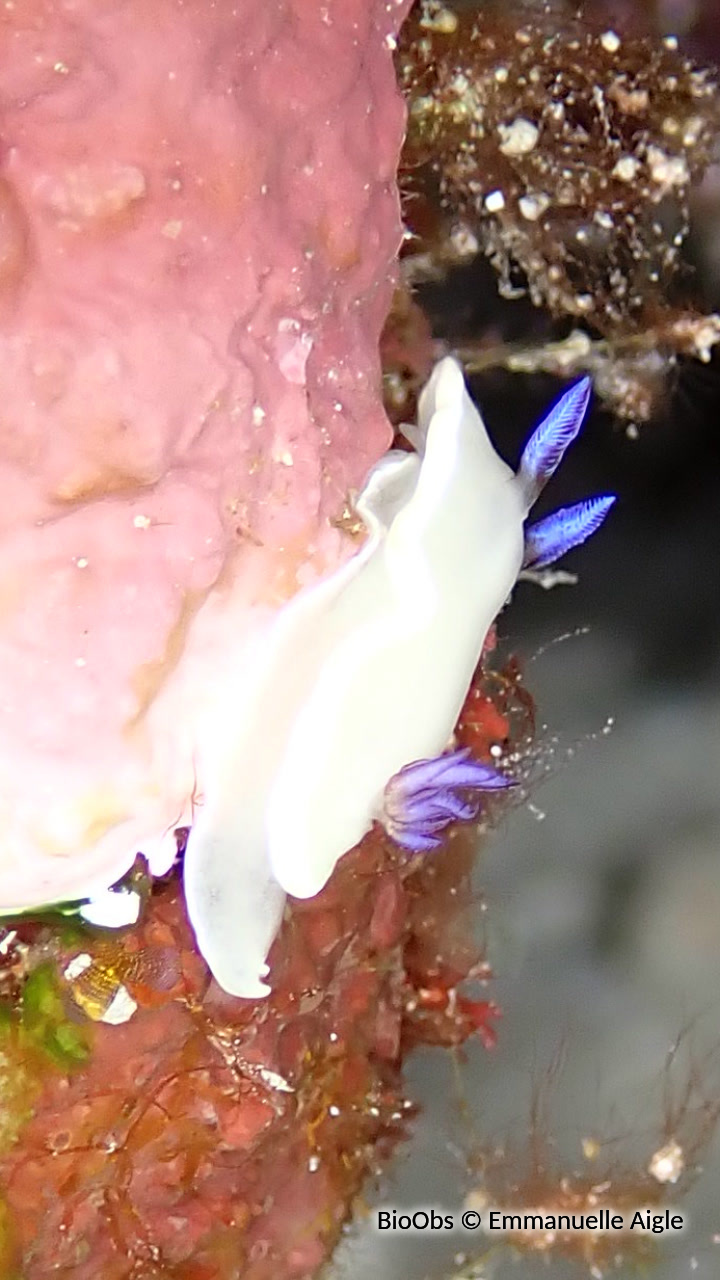 Doris blanc de Nouvelle Caledonie - Hypselodoris lacteola - Emmanuelle Aigle - BioObs