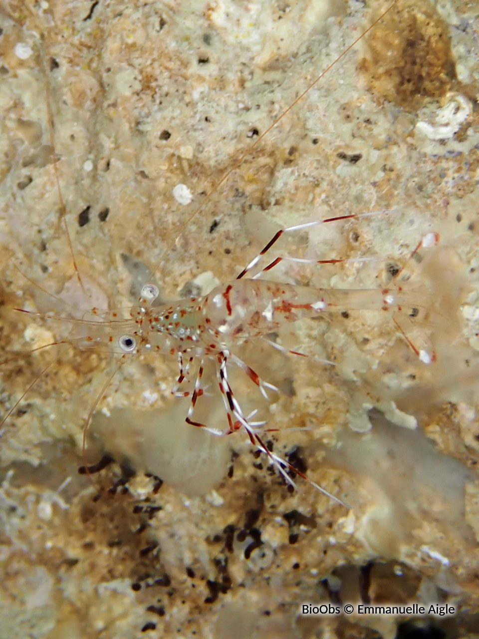 Crevette nettoyeuse de Bruun - Urocaridella antonbruunii - Emmanuelle Aigle - BioObs