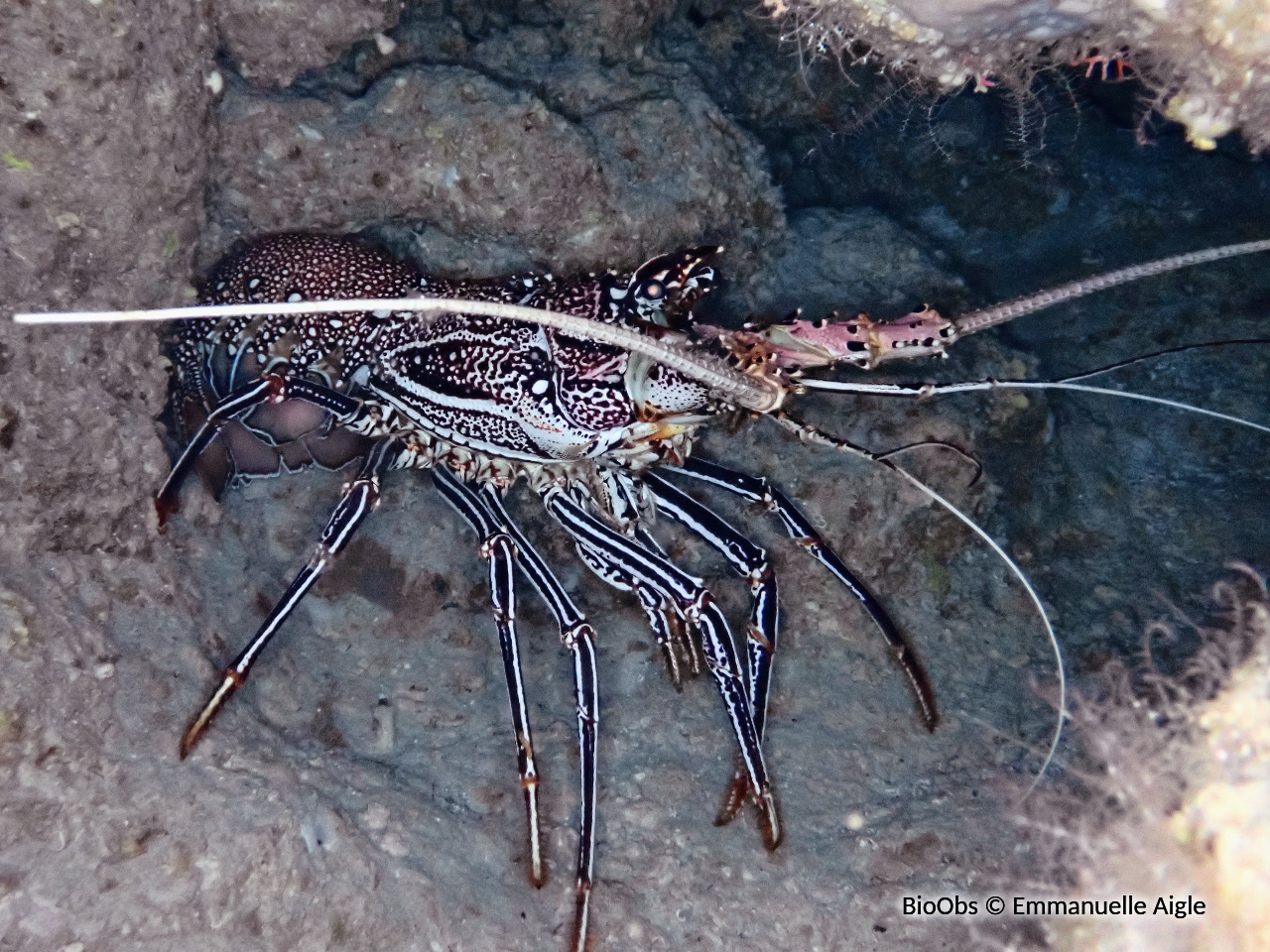Langouste à jambes rayées - Panulirus femoristriga - Emmanuelle Aigle - BioObs